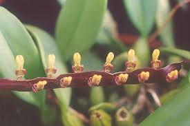 Image result for Bulbophyllum falcatum