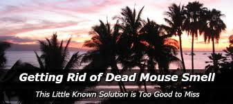 How to get rid of that dead mouse smell. Getting Rid Of Dead Mouse Smell How To Get Rid Of Mice