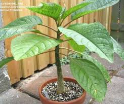 Image result for Phytolacca dioica