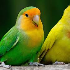 Kandang ternak lovebird adalah langka awal dalam ternak lovebird. 7 Cara Merawat Burung Lovebird Agar Gacor Dan Ngekek Panjang Pintarpet