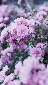 Flower hd phone wallpapers download free background images collection, high quality beautiful flowers wallpaper for your mobile phone. Flower Home Screen Wallpaper
