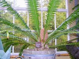 Image result for Encephalartos senticosus