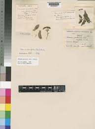 Image result for Secamone parvifolia