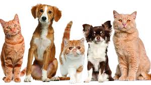 Vca all pets animal hospital, baton rouge, la. Baton Rouge Animal Hospital Home Facebook