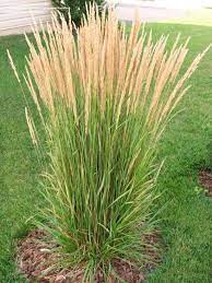 Foliage reaches 3 feet tall and flowers appear in june. Ornamental Grasses Feather Reed Grasses Landscaping Ornamental Grasses Feather Reed Grass