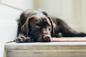Wait till you see what he does! What To Do If Your Dog Is Scared Of Stairs