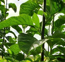 Image result for Vernonia amygdalina