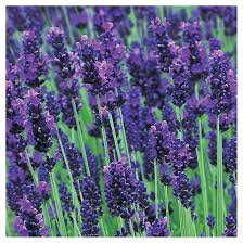 Signup for free weekly drawing tutorials. Willowbrook Lavender Plant 1 Gallon Assorted Pelavas01 Rona