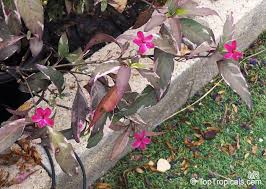 Image result for Barleria sp. D (near holubii)