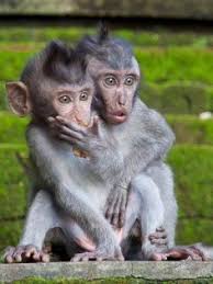  41 Ide Monyet Melet Monyet Binatang Hewan