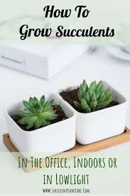 A cactus (plural cacti, cactuses, or less commonly, cactus) is a member of the plant family cactaceae, a family comprising about 127 genera with some 1750 known species of the order. How To Grow Succulents In The Office Indoors Or In Low Light Succulent Plant Care