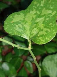 Image result for Smilax