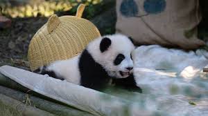 chinese 'panda' pet cafe raises