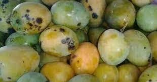 65+ Jamaican Mango Names You Probably Never Knew - Simply Local Life