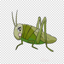 Funny cricket virat kohli cartoon picture. Insect Grasshopper Cricket Like Insect Cartoon Cricket Clipart Insect Grasshopper Cricketlike Insect Transparent Clip Art