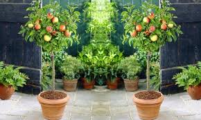 Maybe you would like to learn more about one of these? Patio Fruit Trees Groupon Goods