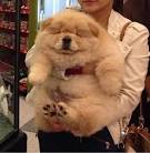 Chow-chow pups