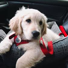 10 Cute Pictures Of Golden Retrievers