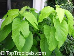 Image result for Pisonia