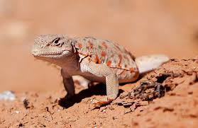 Image result for Lepidagathis randii