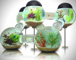 Pembayaran mudah, pengiriman cepat & bisa cicil 0%. Die Welt Der Fische Aquarium Kugel Wasserpflanzen Sand Kleine Fische Goldfische Aquarium Einrichtung Aquarium Einrichten Aquarium Aquarium Fische
