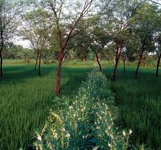 Image result for Aeschynomene mossambicensis