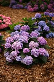 Hydrangea macrophylla 'let's dance® blue jangles' is a reliable bloomer with sturdy stems to hold the abundant flowers. Let S Dance Blue Jangles Reblooming Hydrangea Hydrangea Macrophylla Images Proven Winners