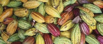 About Cocoa Growing At Saint Lucia Rabot Estate By Hotel Chocolat Hotel Chocolat St Lucia Cocoa