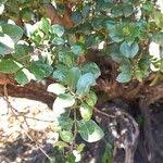 Image result for Acokanthera schimperi