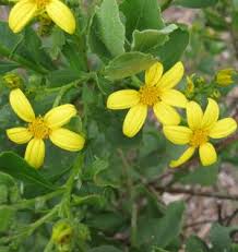 Image result for Chrysanthemoides monilifera