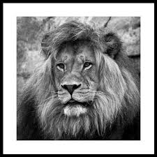 Black And White Lion Picture Framed African Lion Black And White Framed Print By Steve Mckinzie Black And White Lion African Lion Black And White Canvas