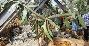 How to propagate cacti using offsets/pups: Floppy Eared Cactus Has Links To A Sicilian Road Kill And Detention Camp