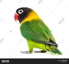 Its head is black, and it has a bright red beak and. Yellow Collared Image Photo Free Trial Bigstock