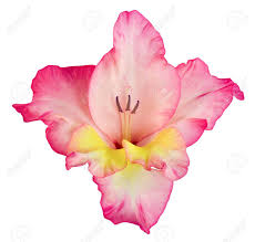 Single Flower Bud Of Gladiolus Red, White, Yellow And Pink Flowers.. Stock  Photo, Picture And Royalty Free Image. Image 67944734.