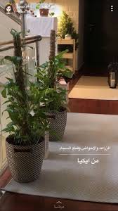 Pin By Ranoo Ranoo On اثاث Sweet Home Plants Home