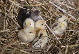 Ayam cemani is a very exotic and rare chicken which is native to indonesia, exactly in kedu, temanggung, central java, indonesia. Serama Chicken 5 Big Reasons To Keep This Tiny Chicken Chickens And More