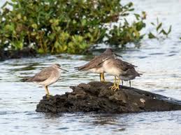 Image result for Trachypogon chevalieri