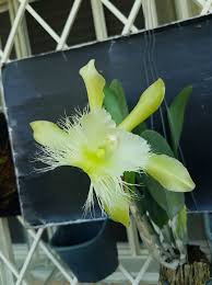 Image result for Vahlia digyna