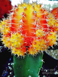 Here you may to know how to get cactus to bloom. Yellow Bloom Moon Cactus Photograph By D Hackett
