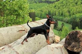 We did not find results for: 10 Black Dog Breeds With Pictures Small Big Dogs Pet Keen