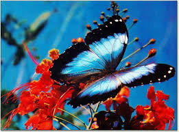 Whatsapp dp rose flowers rose images for dp below is a collection of beautiful rose flowers images for dp you can use these rose images for whatsapp profile picture and mobile wallpaper also. Pin By Oye Shayari On Butterflies And Other Similiar Creatures Morpho Butterfly Blue Morpho Butterfly Butterfly Images