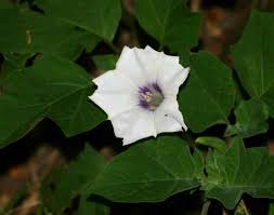 Image result for Datura inoxia