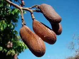 Image result for Hymenaea courbaril