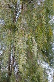 Image result for Acacia luederitzii