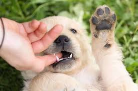 5.12 wie unterscheide ich beim hund milchzahn von dauerzahn? Zahnwechsel Beim Welpen Leicht Gemacht 3 Tipps