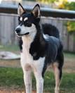 Border Collie Husky Mix: Breed Information, Puppy Costs & More