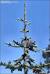 Alpine Balsam Fir Christmas Tree