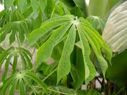 Image result for Manihot grahamii