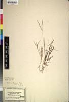 Image result for Digitaria thouaresiana