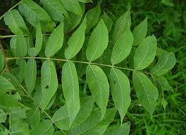 Image result for Juglans